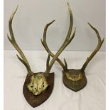 2 pairs of shield mounted antlers.