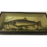 A cased Victorian taxidermy of a Ferox Trout - killed on Loch Badden 1893, weight 5 1/2 lbs, case