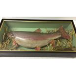 A large cased taxidermy of a Rainbow Trout by H.R. Bennett Hainford, Norwich. Case 86cm x 41cm x