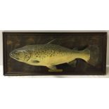 A mounted wooden Trout model fish, 75cm x 33cm.