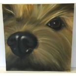 Large oil on canvas face of a yorkshire terrier dog 'Big Basil 2' by Linda Roast 90 x 90cm.