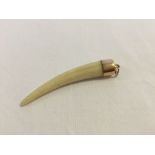 A gold mounted animal tooth charm 6cm long. Tests as approx 14ct.