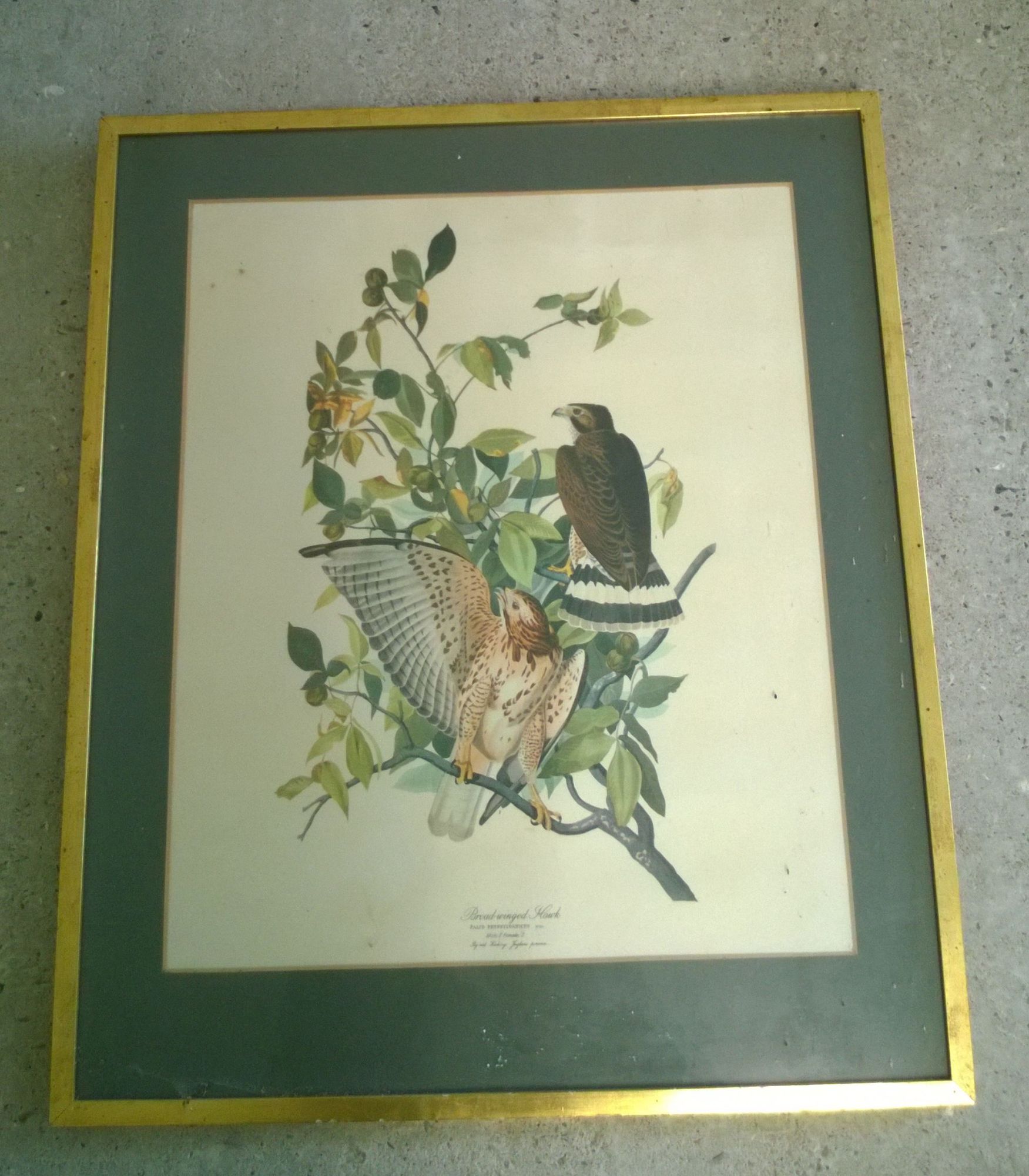 A vintage print of a Broad--winged Hawks. 45 x 38cm.
