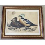 A framed & glazed watercolour of ducks.