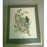 A vintage print of a Broad-winged Hawks. 45 x 38cm.