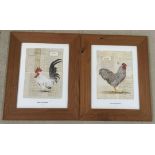 2 framed and glazed decorative prints of chickens in pine frames. 30X39cm