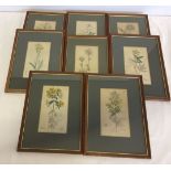 8 late 18th / early 19th century hand coloured prints of flowers. Published by J. Sowerby, London.