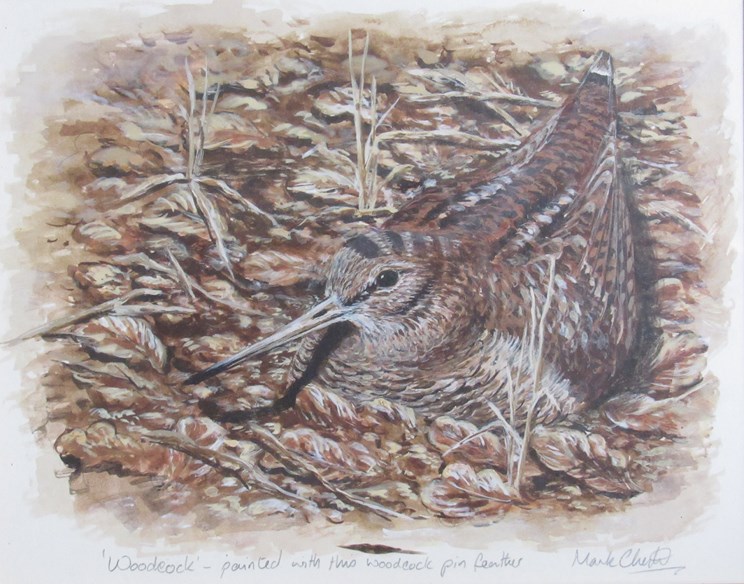 MARK CHESTER (Wildlife artist) Woodcock sitting on the ground painted with a pin feather,