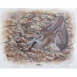 MARK CHESTER (Wildlife artist) Woodcock sitting on the ground painted with a pin feather,