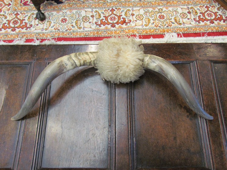 A pair of wall hanging cattle horns,