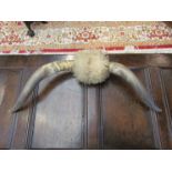 A pair of wall hanging cattle horns,