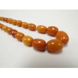 A graduated oval amber bead necklace,