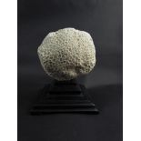 A mounted specimen of brain coral