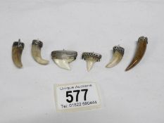 6 silver mounted small animal teeth and claws