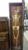 A part human skeleton in cupboard