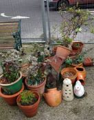 A large quantity of earthenware pots & plants