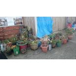 Large quantity of plants and plant pots