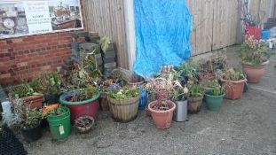 Large quantity of plants and plant pots