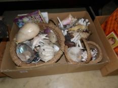 A box of shells, fossils, coral,