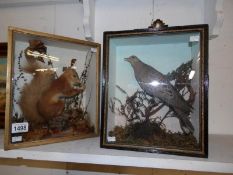 Taxidermy - a cased red squirrel and a cased pigeon (no taxidermist markings)