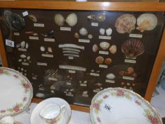 A display cabinet of sea shells