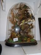 Taxidermy - a display of exotic birds under glass dome