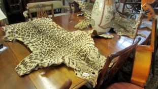 Taxidermy - 2 leopard skins