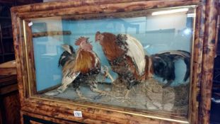 Taxidermy - a cased pair of fighting cocks