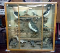 Taxidermy - a large case of various birds including Kingfisher,