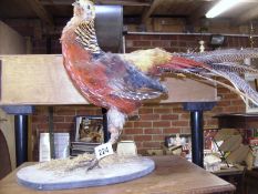 A taxidermy - a pheasant