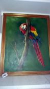 An oil on canvas of a Macaw parrot signed Gasoir 1497
