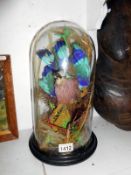 A Victorian taxidermy Lilac Brester Roller (South African bird) under glass dome (dome a/f)