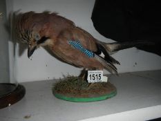 Taxidermy - a Jay