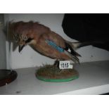 Taxidermy - a Jay