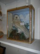 Taxidermy - a barn owl and thrush in case with paper label to rear 'W Barber,