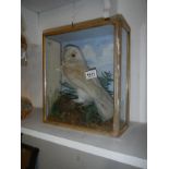 Taxidermy - a barn owl and thrush in case with paper label to rear 'W Barber,