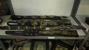 Quantity of horse brasses on leathers