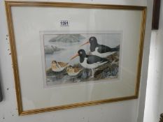 'Oyster catcher with Donlins' original watercolour by Patrick R Donovan