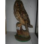 Taxidermy - an owl