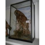 Taxidermy - a cased owl