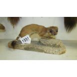 Taxidermy - a weasel/stoat