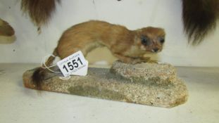 Taxidermy - a weasel/stoat
