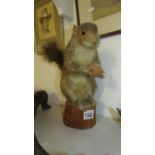 Taxidermy - A squirrel