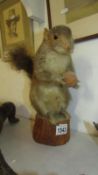 Taxidermy - A squirrel