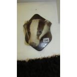 Taxidermy - a badger head