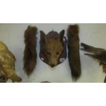Taxidermy - a mounted fox head by Burton hounds Sept.