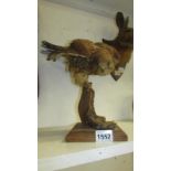 Taxidermy - a bird of prey