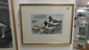 An original watercolour of 'Oyster Catcher with Dunlins' by Patrick R Donovan