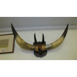 A well mounted set of bull horns coat rack