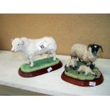 A country artists Charolais bull & country artists black face ewe and lamb